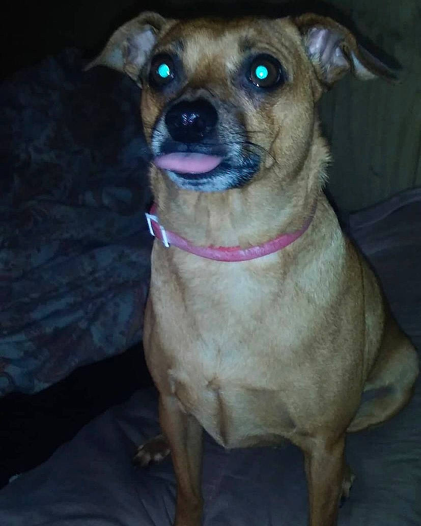 Sigma joined the competition — help win amazing prizes! canidae, carnivore, collar, companion_dog, dog, dog_breed, dog_collar, fawn, fur, guard_dog, leash, liver, molosser, pet_supply, snout, sporting_group, whiskers, working_animal, working_dog, wrinkle