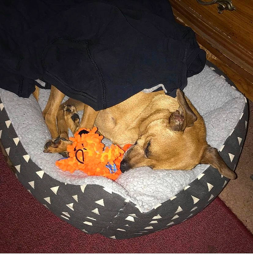 Sigma is registered to the contest to win money with this photo: bag, baggage, brown, canidae, carnivore, comfort, companion_dog, dog, dog_bed, dog_breed, dog_supply, fawn, fur, luggage_and_bags, mammal, nap, paw, pet_supply, sporting_group