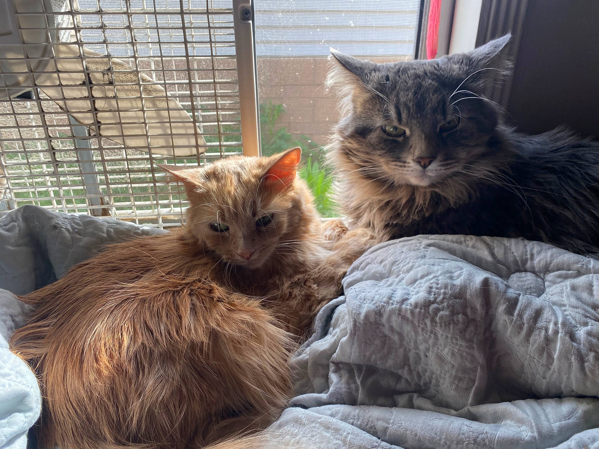 Cassie is registered to the contest to win money with this photo: animal_shelter, carnivore, cat, claw, comfort, domestic_short_haired_cat, fawn, felidae, flowerpot, fur, mesh, paw, plant, sitting, small_to_medium_sized_cats, tail, terrestrial_animal, tree, whiskers, wood