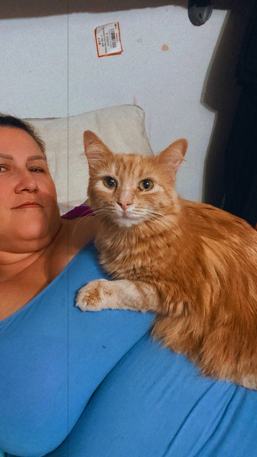 Cassie is registered to the contest to win money with this photo: box, carnivore, cat, claw, comfort, domestic_short_haired_cat, eye, fawn, felidae, fur, gesture, happy, iris, paw, small_to_medium_sized_cats, snout, tail, whiskers, window, wood