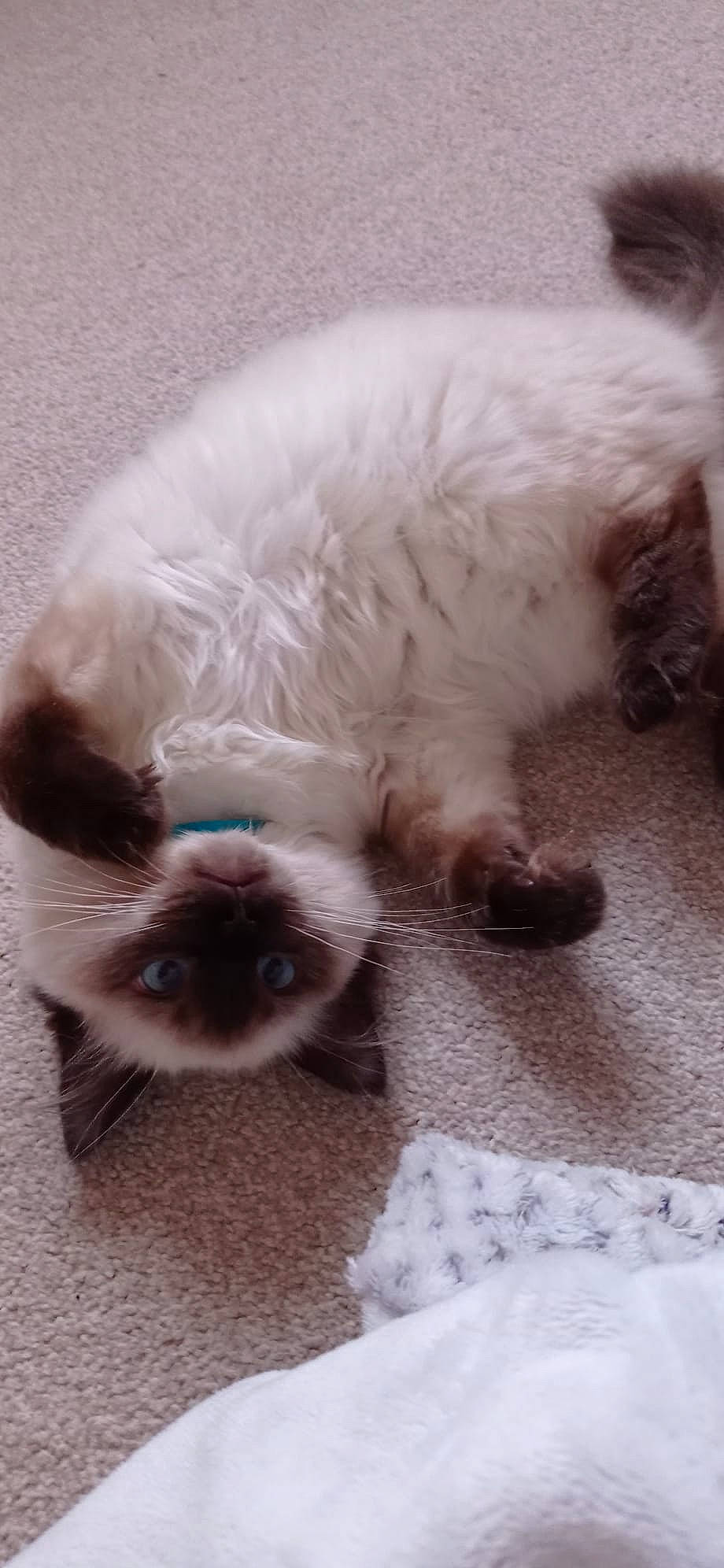 Teddy joined the competition — help win amazing prizes! ball, canidae, carnivore, claw, comfort, companion_dog, dog, dog_breed, dog_supply, fawn, felidae, fur, paw, pet_supply, small_to_medium_sized_cats, snout, sporting_group, tail, whiskers, working_animal