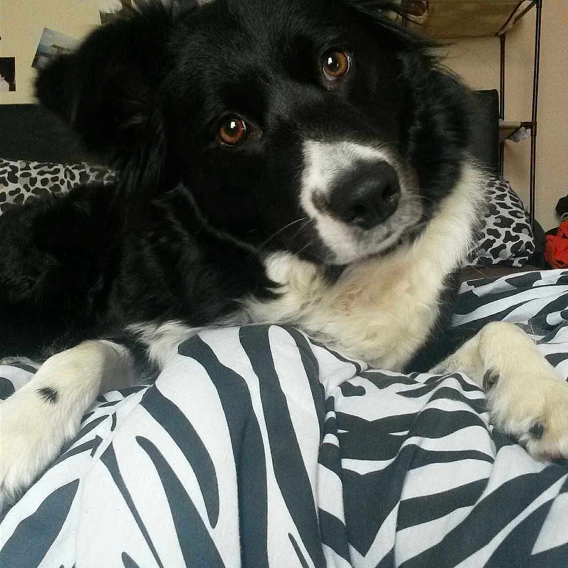Izzy joined the competition — help win amazing prizes!