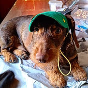 Vizir a rejoint le concours — aidez-le/la à gagner de superbes lots ! dog, green_cap, pet, lying_down, brown_fur, curious_eyes, plastic_sheet, indoor, close_up, animal_portrait, whiskers, ears, paw, snout, fur_texture, casual, relaxed, companion, muzzle, watchful
