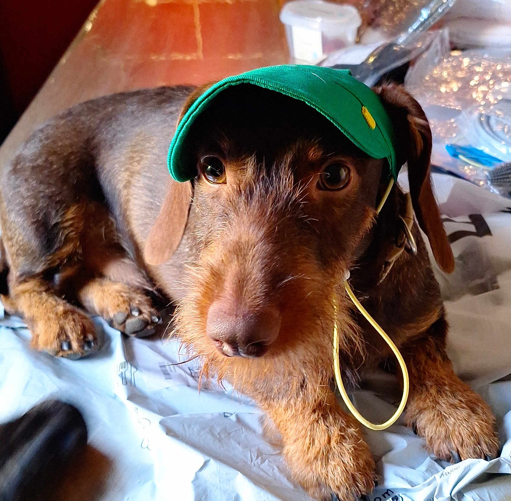 Vizir a rejoint le concours — aidez-le/la à gagner de superbes lots ! dog, green_cap, pet, lying_down, brown_fur, curious_eyes, plastic_sheet, indoor, close_up, animal_portrait, whiskers, ears, paw, snout, fur_texture, casual, relaxed, companion, muzzle, watchful