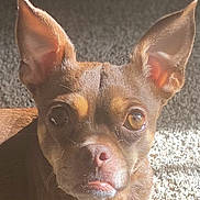 Lola is registered to the contest to win money with this photo: alert, animal, brown_dog, canine, carpet, close_up, companion, curious, dog, domestic_animal, ears, face, indoor, looking_at_camera, muzzle, pet, portrait, small_dog, sunlight, whiskers