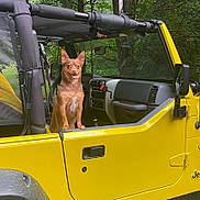 Rocky is registered to the contest to win money with this photo: adventure, animal, canine, daylight, dog, ears_up, forest, greenery, happy, jeep, nature, open_door, outdoor, parked_car, pet, tongue_out, transportation, trees, vehicle_interior, yellow_vehicle