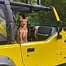 adventure, animal, canine, daylight, dog, ears_up, forest, greenery, happy, jeep, nature, open_door, outdoor, parked_car, pet, tongue_out, transportation, trees, vehicle_interior, yellow_vehicle