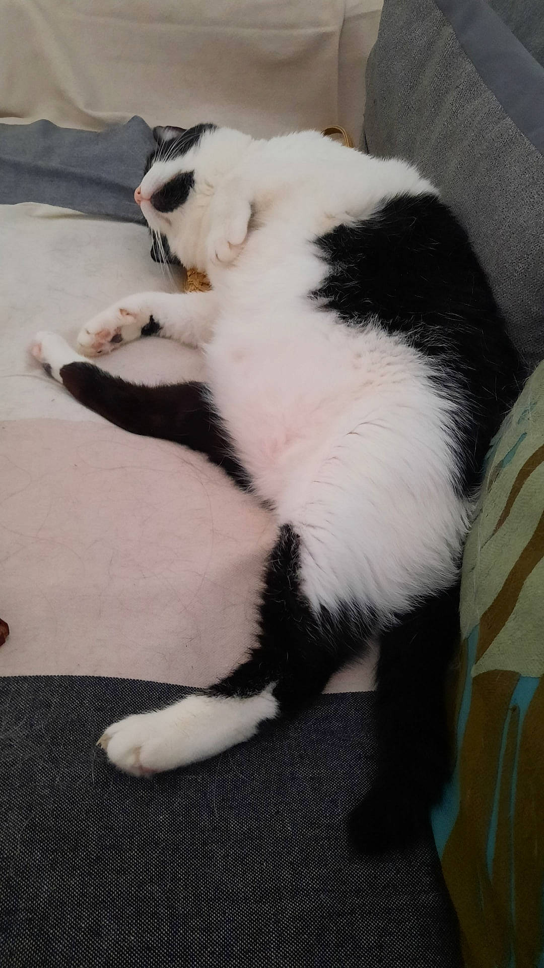 Molly participe au concours pour gagner de l'argent avec cette photo : carnivore, cat, claw, comfort, domestic_short_haired_cat, felidae, flooring, fur, paw, small_to_medium_sized_cats, snout, tail, terrestrial_animal, whiskers