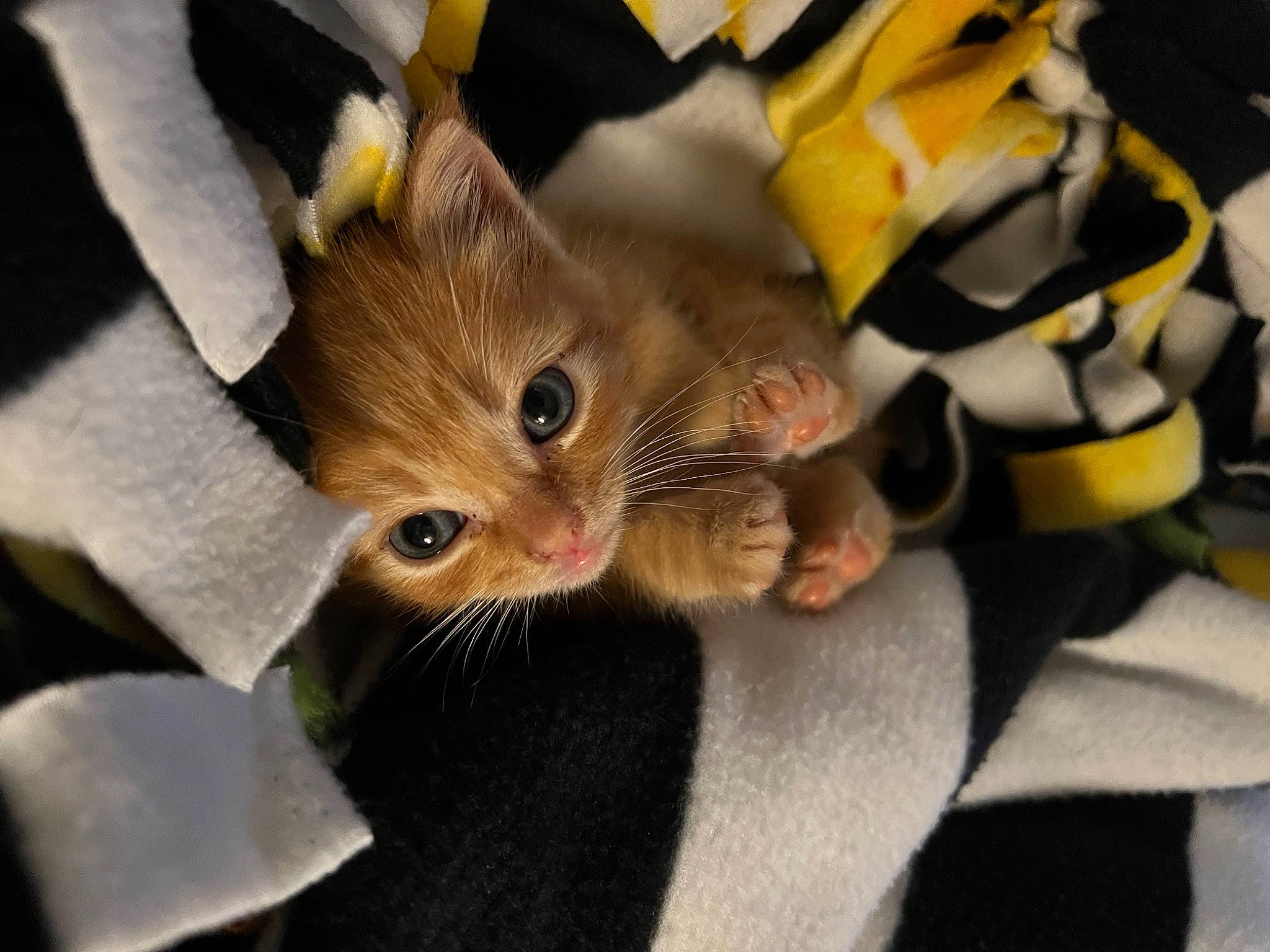 Finley is registered to the contest to win money with this photo: canidae, carnivore, cat, claw, comfort, domestic_short_haired_cat, eye, fawn, felidae, foot, fur, gesture, nail, paw, plant, small_to_medium_sized_cats, snout, tail, tree, whiskers