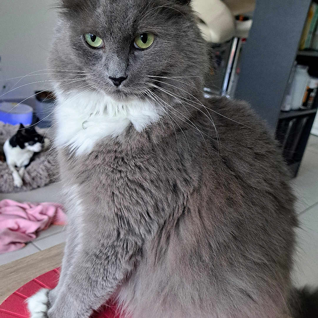 Ploumoutch participe au concours pour gagner de l'argent avec cette photo : background_cat, basket, black_and_white_cat, blanket, cat, cozy, floor_tile, fluffy_fur, furniture, gray_cat, green_eyes, household, indoor, kitchen, pet, plant, red_surface, relaxed, sitting, white_chest