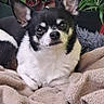 animal, black_and_white, blanket, canine, chihuahua, cozy, cute, dog, fur, greenery, home, houseplant, indoor, pet, plant, portrait, red_decor, relaxed, resting, small_dog