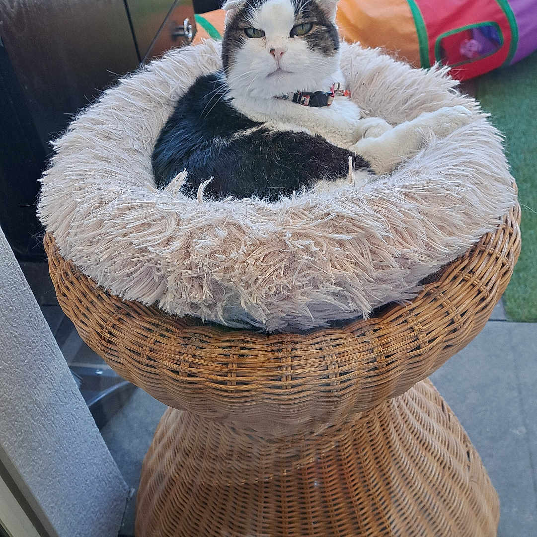 Chounette a rejoint le concours — aidez-le/la à gagner de superbes lots ! cat, black_and_white, fluffy_bed, wicker_pedestal, indoor, balcony, colorful_tunnel, decorative_panel, relaxed, pet, feline, resting, cozy, playful, animal, fur, collar, home, daylight, window