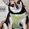 alert, animal, black, brown, canine, companion, couch, cute, dog, domestic_animal, ears, friendly, fur, harness, household, indoor, pet, sitting, small_dog, tilted_head