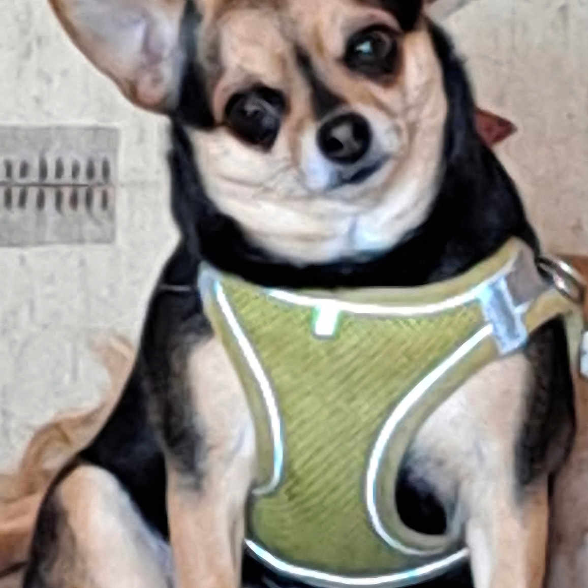 Maya