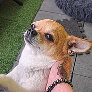 Louna participe au concours pour gagner de l'argent avec cette photo : dog, small_dog, chihuahua, pet, tattoo, bracelet, hand, green_turf, pet_bed, indoor, floor_tiles, animal, cute, looking_up, white_fur, brown_fur, paw, furry, domestic_animal, companion