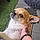 Louna