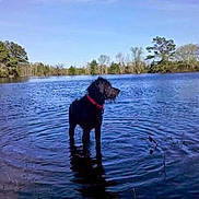 Gertrude joined the competition — help win amazing prizes! dog, black_dog, water, lake, nature, outdoor, trees, sky, collar, animal, ripples, reflection, calm, daytime, wildlife, pet, pond, landscape, canine, summer