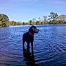 dog, black_dog, water, lake, nature, outdoor, trees, sky, collar, animal, ripples, reflection, calm, daytime, wildlife, pet, pond, landscape, canine, summer