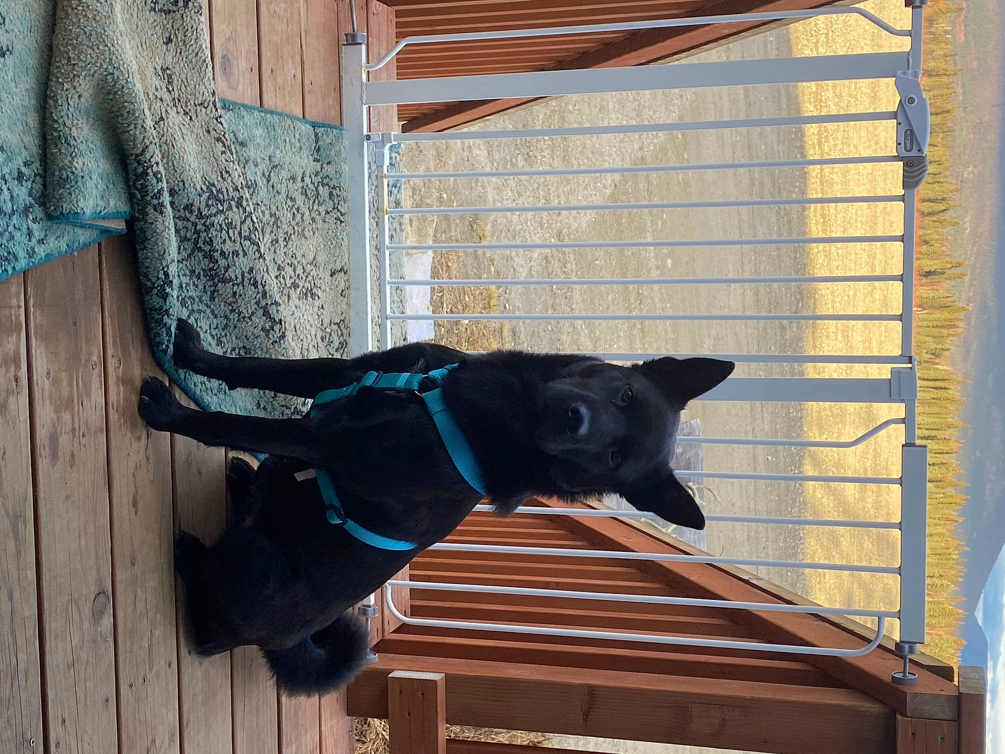 Avery is registered to the contest to win money with this photo: canidae, carnivore, collar, dog, dog_breed, dog_collar, dog_supply, electric_blue, fawn, felidae, hardwood, pet_supply, shade, snout, sporting_group, tail, tints_and_shades, window, wood, working_animal