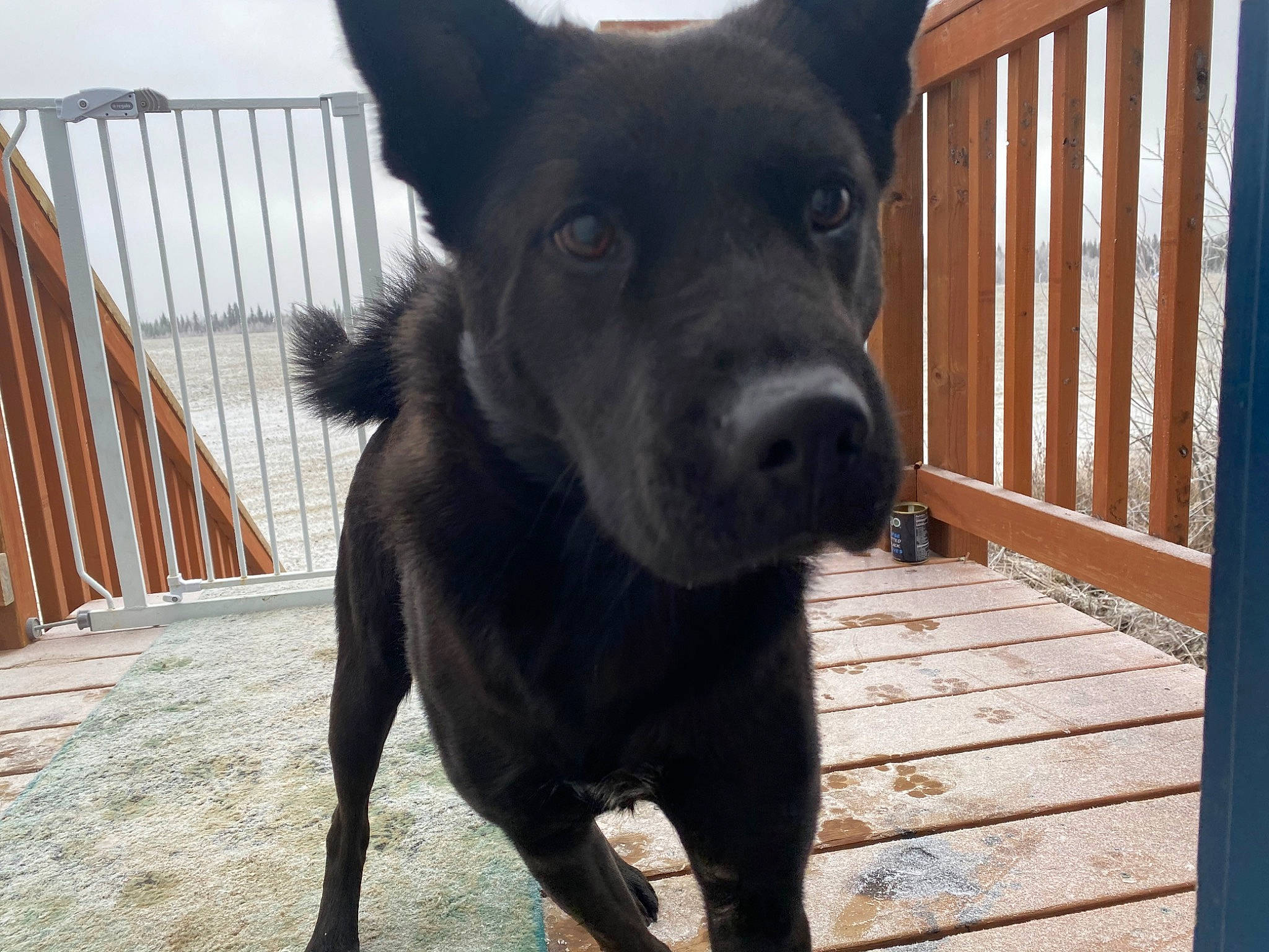 Avery joined the competition — help win amazing prizes! borador, canidae, carnivore, collar, companion_dog, dog, dog_breed, dog_collar, fawn, fence, guard_dog, sky, snout, snow, sporting_group, tail, whiskers, window, wood, working_animal