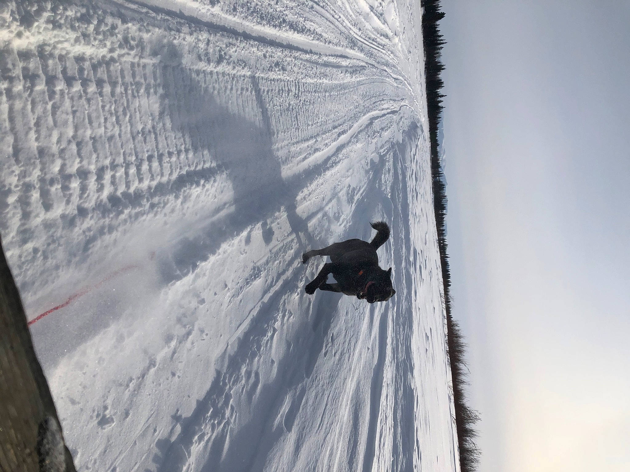 Avery is registered to the contest to win money with this photo: adventure, automotive_tire, extreme_sport, freezing, frost, geological_phenomenon, glacial_landform, ice_cap, massif, piste, recreation, shadow, sky, slope, snow, sports_equipment, tree, winter, winter_sport, wood