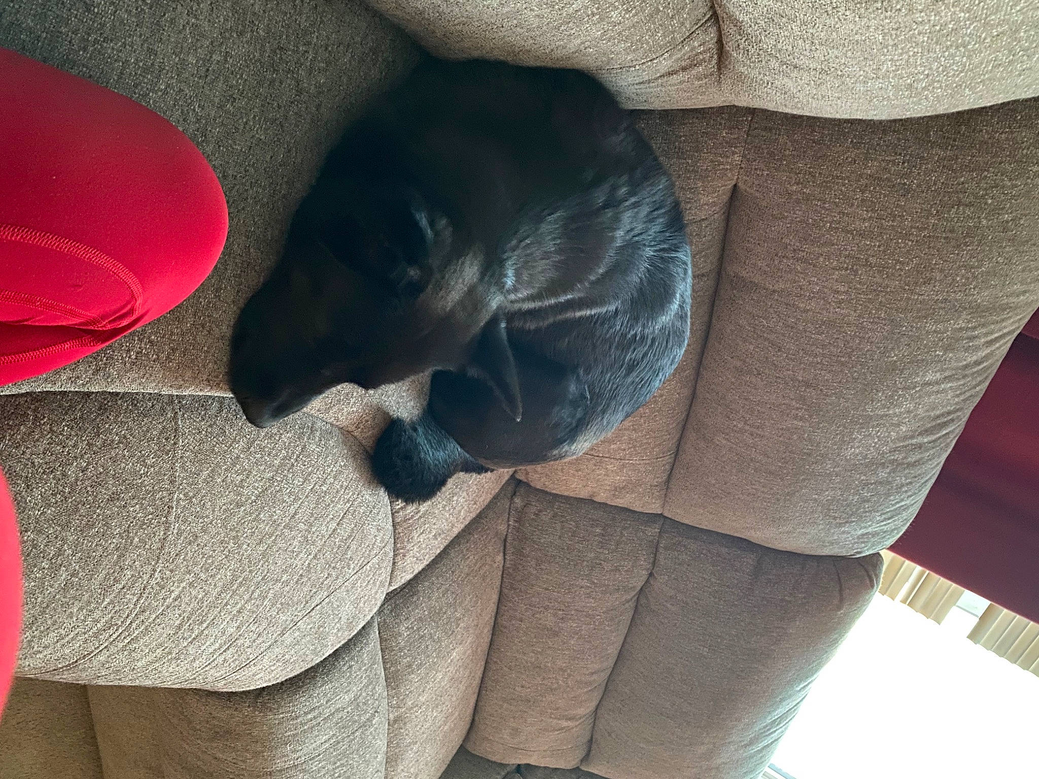 Avery joined the competition — help win amazing prizes! armrest, auto_part, automotive_design, carmine, carnivore, comfort, companion_dog, design, dog, dog_breed, fawn, grey, human_leg, leg, sitting, sporting_group, thigh, tints_and_shades, window, working_animal