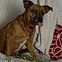 dog, brown_dog, pet, tongue_out, collar, indoor, couch, blanket, patterned_fabric, toy, rope_toy, playful, cute, animal, fur, ears, sitting, home, domestic, canine