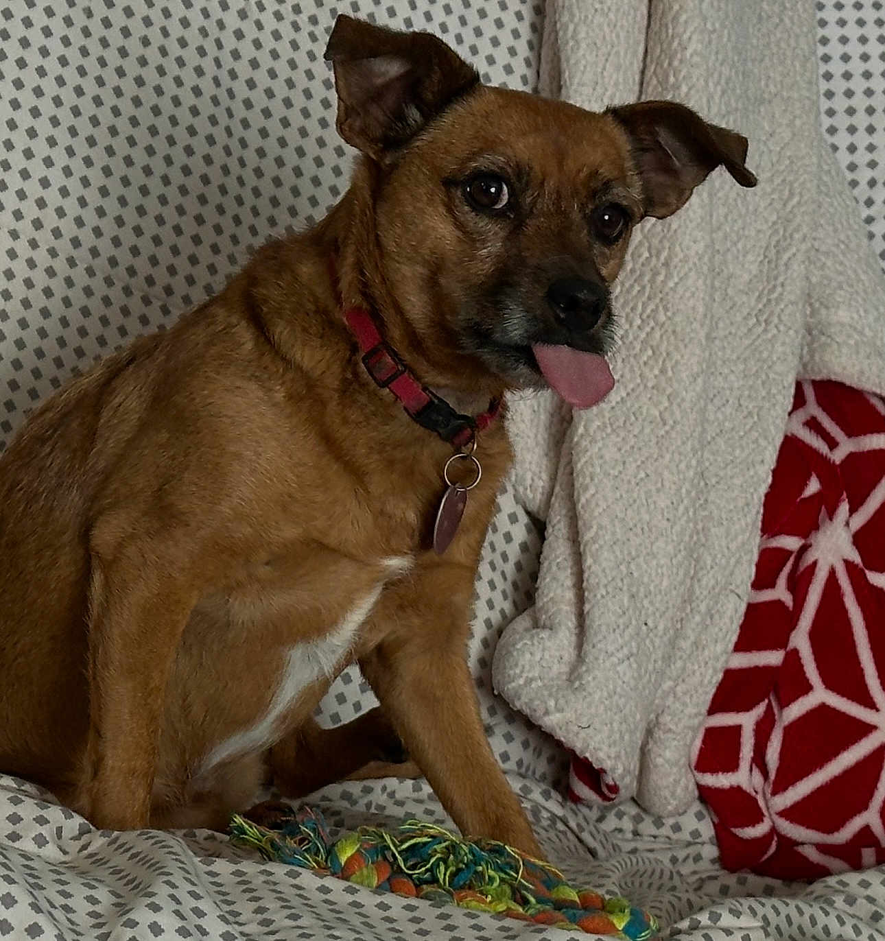 Minnie joined the competition — help win amazing prizes! dog, brown_dog, pet, tongue_out, collar, indoor, couch, blanket, patterned_fabric, toy, rope_toy, playful, cute, animal, fur, ears, sitting, home, domestic, canine