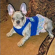 Chiquis is registered to the contest to win money with this photo: dog, french_bulldog, puppy, pet, indoor, couch, blue_outfit, patterned_couch, ears, curious, relaxed, small_dog, animal, fur, cute, domestic_animal, laying_down, looking_at_camera, adorable, clothing