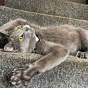 Smokey is registered to the contest to win money with this photo: cat, gray_cat, yellow_eyes, staircase, carpet, paw, stretching, indoor, pet, feline, curious, playful, whiskers, claws, collar, fur, closeup, animal, house, relaxed