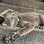 cat, gray_cat, yellow_eyes, staircase, carpet, paw, stretching, indoor, pet, feline, curious, playful, whiskers, claws, collar, fur, closeup, animal, house, relaxed