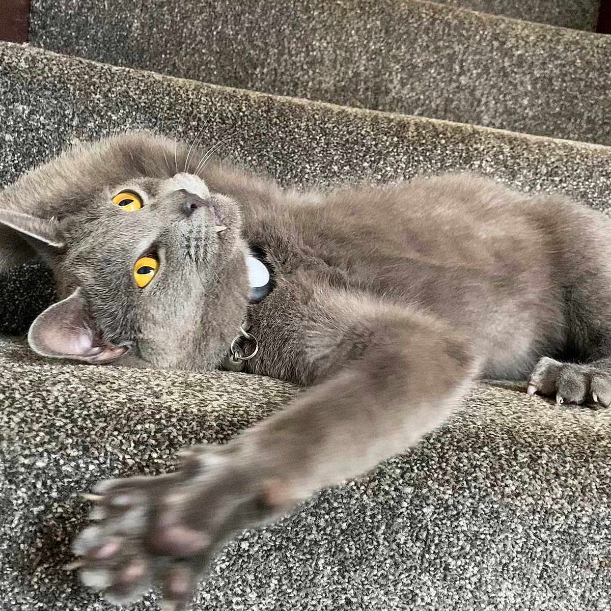 Smokey is registered to the contest to win money with this photo: animal, carpet, cat, claws, closeup, collar, curious, feline, fur, gray_cat, house, indoor, paw, pet, playful, relaxed, staircase, stretching, whiskers, yellow_eyes