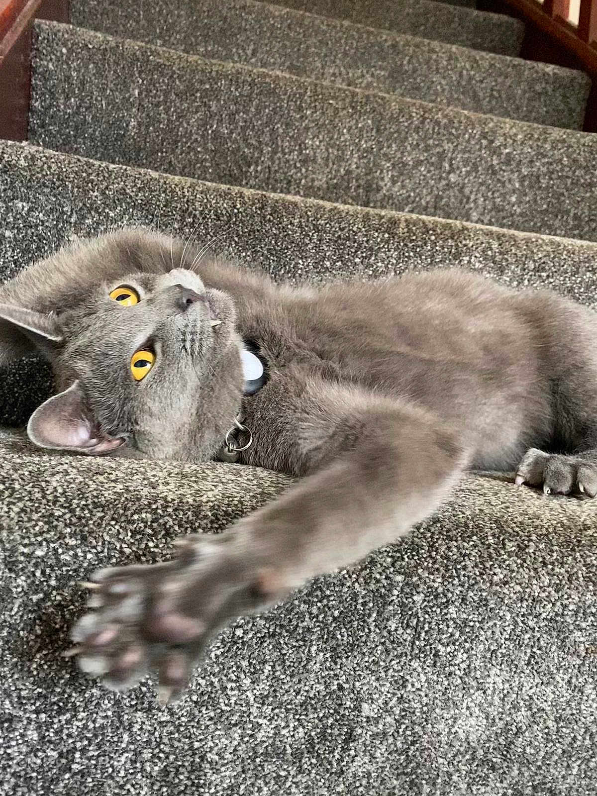 Smokey