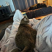 Chloe Bell joined the competition — help win amazing prizes! bed, black_dog, blanket, carpet, cat, comfortable, cozy, curtains, dog, domestic_animals, furniture, home, indoor, lamp, living_room, pet, relaxing, resting, soft, tabby_cat