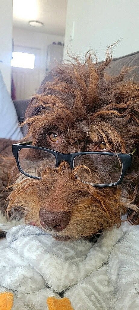 Agnes joined the competition — help win amazing prizes! canidae, carnivore, companion_dog, dog, dog_breed, dog_collar, fawn, fur, liver, pet_supply, puppy, small_terrier, snout, sporting_group, terrestrial_animal, terrier, toy_dog, water_dog, working_animal, yorkipoo