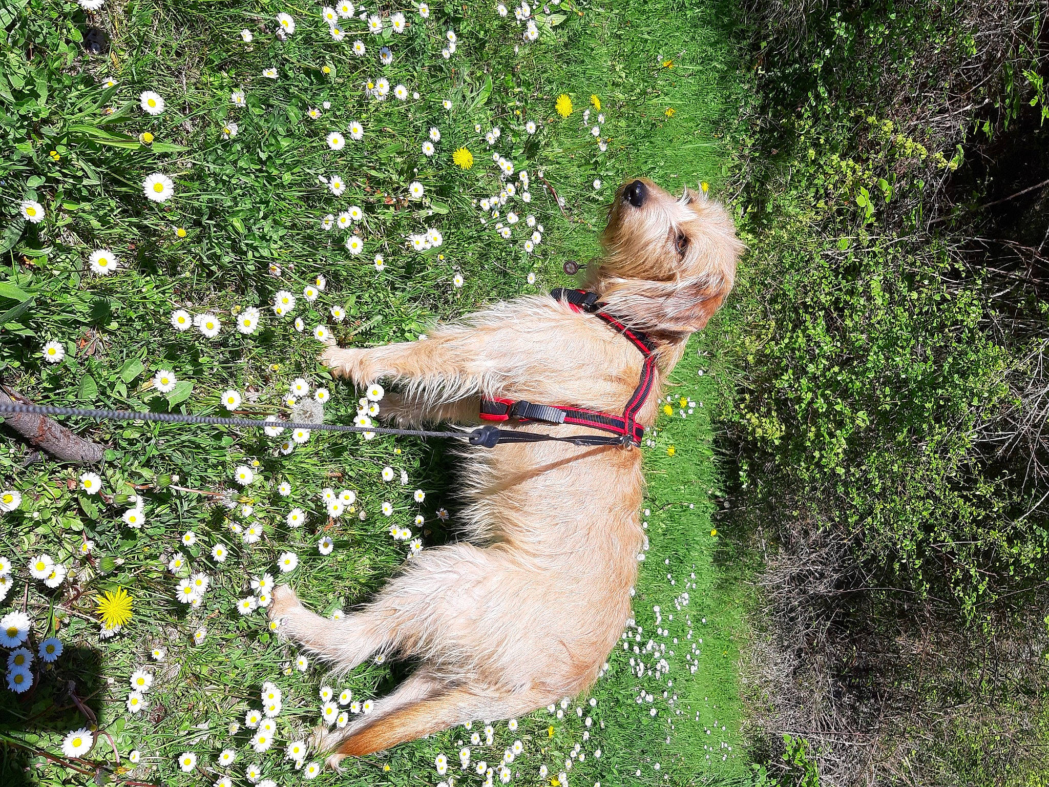 Mambo a rejoint le concours — aidez-le/la à gagner de superbes lots ! carnivore, collar, companion_dog, dog, dog_breed, fawn, flower, garden, grass, grass_family, groundcover, lawn, liver, people_in_nature, plant, shrub, sporting_group, tail, terrier, working_animal