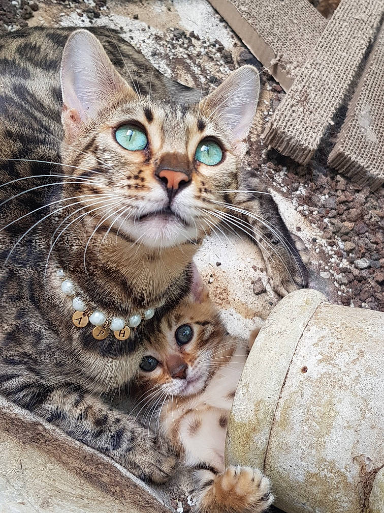 Saphira participe au concours pour gagner de l'argent avec cette photo : carnivore, cat, claw, domestic_short_haired_cat, door, felidae, fur, paw, photo_caption, small_to_medium_sized_cats, snout, terrestrial_animal, vertebrate, whiskers, wildlife, wood