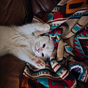 Cannoli joined the competition — help win amazing prizes! cat, kitten, white_cat, fluffy, furry, pet, animal, cute, sleeping, lying_down, upside_down, paws, pink_nose, toe_beans, indoors, blanket, patterned_blanket, couch, portrait, adorable