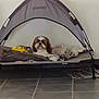 animal, architecture, building, canine, cat, dog, dogbed, hound, indoors, outdoors, person, pet, puppy, shelter, sleeping, tent
