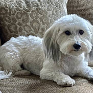Harrison Ford joined the competition — help win amazing prizes! dog, white_dog, pet, indoor, couch, furniture, fluffy, canine, relaxed, laying_down, ears, tail, animal, companion, domestic_animal, cute, living_room, soft_texture, home, resting