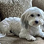 animal, canine, companion, couch, cute, dog, domestic_animal, ears, fluffy, furniture, home, indoor, laying_down, living_room, pet, relaxed, resting, soft_texture, tail, white_dog