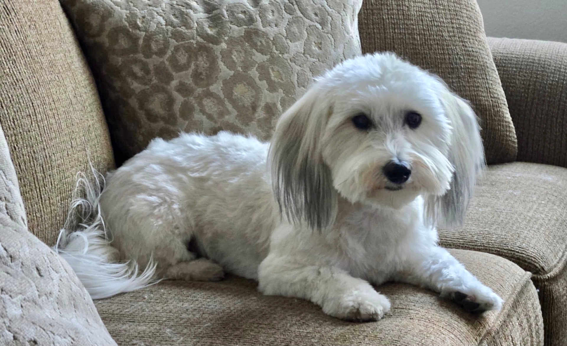 Harrison Ford joined the competition — help win amazing prizes! dog, white_dog, pet, indoor, couch, furniture, fluffy, canine, relaxed, laying_down, ears, tail, animal, companion, domestic_animal, cute, living_room, soft_texture, home, resting