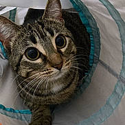 Miracle is registered to the contest to win money with this photo: cat, tabby_cat, animal, pet, curious, wide_eyes, whiskers, paw, feline, indoor, fabric_tunnel, play_toy, close_up, cute, striped, ears, nose, fur, looking_up, exploring