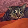 Miracle joined the competition — help win amazing prizes! cat, tabby, wide_eyes, peeking, blanket, orange, indoor, close_up, curious, feline, pet, whiskers, ears, fur, cozy, resting, animal, cute, portrait, soft_lighting