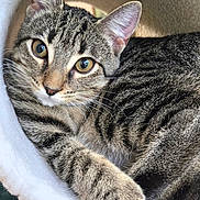 Miracle joined the competition — help win amazing prizes! animal, cat, cat_tunnel, closeup, cozy, curious, cute, ears, eyes, feline, fur, indoor, paw, pet, relaxed, resting, soft, striped, tabby, whiskers