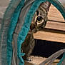 Miracle is registered to the contest to win money with this photo: cat, tabby, curious, peeking, fabric_tunnel, indoor, pet, animal, whiskers, eye, ear, floor, wooden_surface, playful, cozy, closeup, feline, cute, soft_texture, hidden