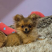 Praline a rejoint le concours — aidez-le/la à gagner de superbes lots ! dog, puppy, fluffy, brown, cute, small, ears, eyes, blanket, cozy, indoor, cushion, pink_wall, fur, pet, resting, comfortable, adorable, snuggle, young