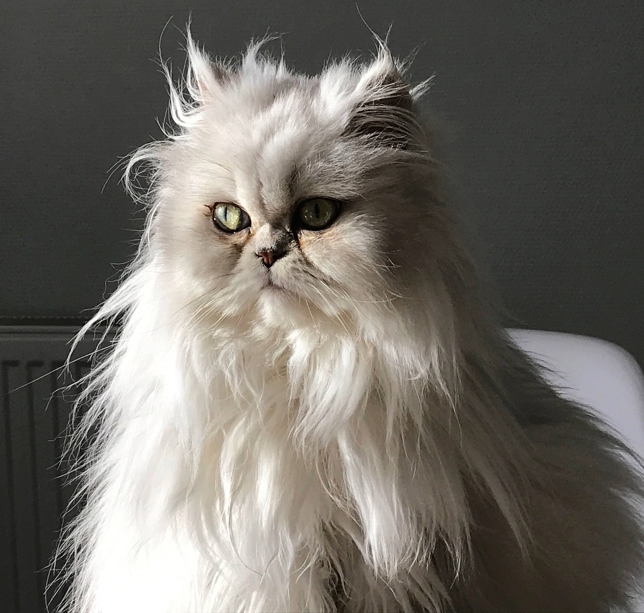 Jade a rejoint le concours — aidez-le/la à gagner de superbes lots ! british_longhair, carnivore, cat, eye, felidae, fur, hair, head, persian, small_to_medium_sized_cats, snout, terrestrial_animal, whiskers