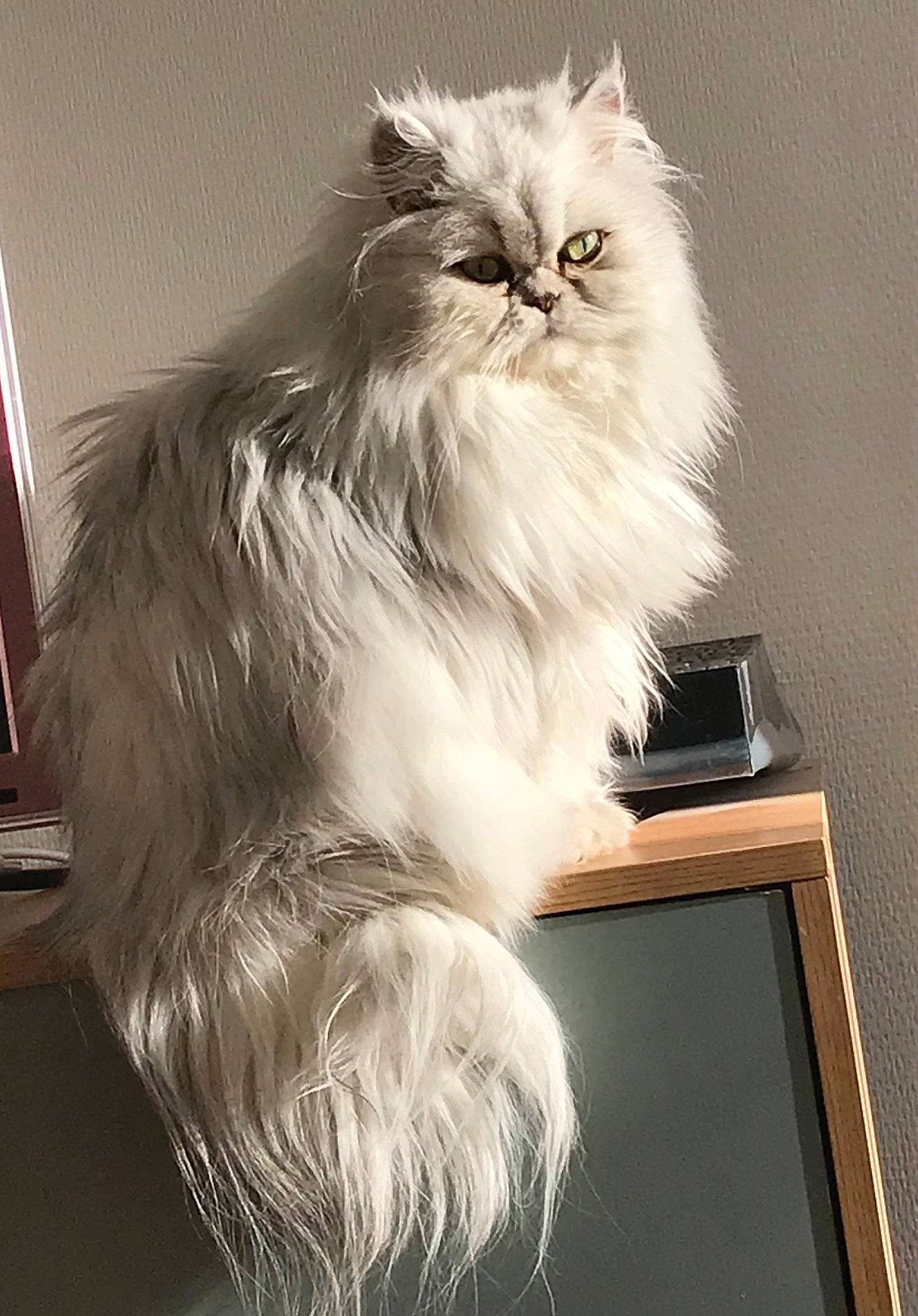 Jade a rejoint le concours — aidez-le/la à gagner de superbes lots ! british_longhair, carnivore, cat, felidae, flag, fur, persian, picture_frame, plant, small_to_medium_sized_cats, snout, tail, whiskers