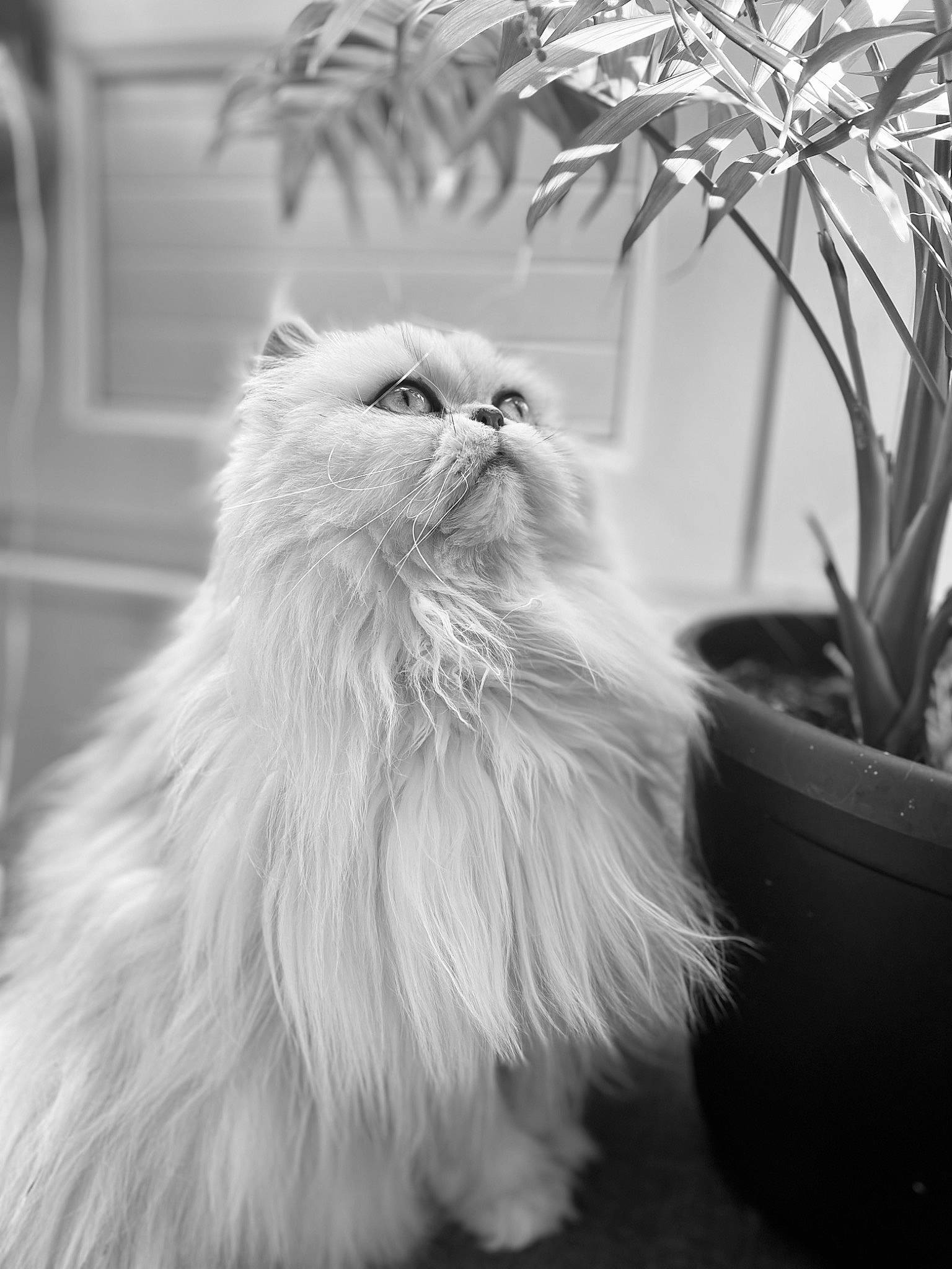 Jade participe au concours pour gagner de l'argent avec cette photo : british_longhair, carnivore, cat, felidae, flowerpot, fruit, fur, grass, monochrome, monochrome_photography, persian, plant, plant_stem, sitting, small_to_medium_sized_cats, snout, style, terrestrial_animal, whiskers, white